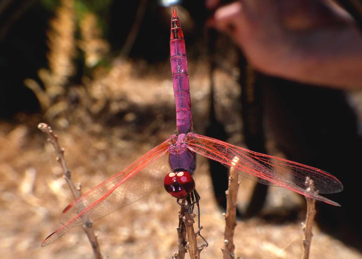 Trithemis annulata